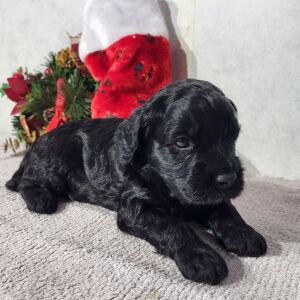 Goldendoodle Puppy Darren