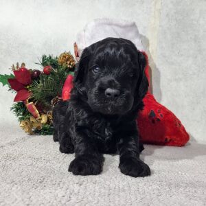 Goldendoodle Puppy Darren