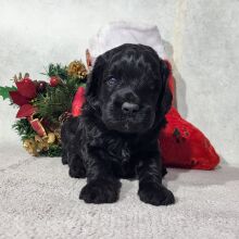Goldendoodle Puppy Darren