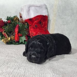 Goldendoodle Puppy Darren