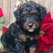 Poodle Puppy Blitzen