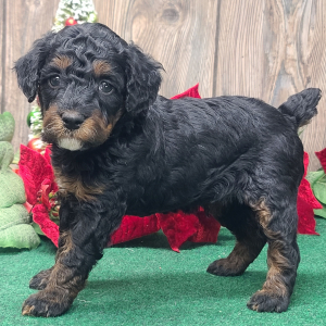 Poodle Puppy Blitzen