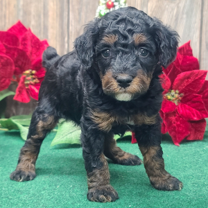 Poodle Puppy Blitzen