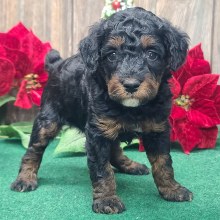 Poodle Puppy Blitzen
