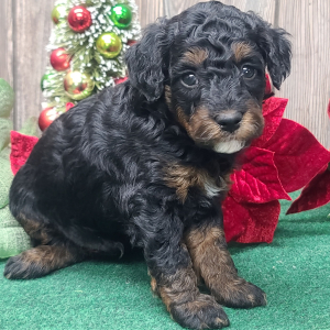 Poodle Puppy Blitzen