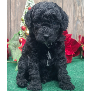 Poodle Puppy Stanley