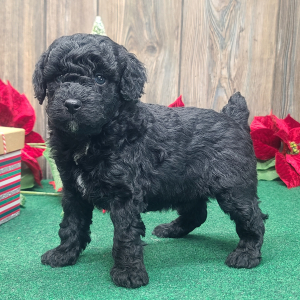 Poodle Puppy Stanley