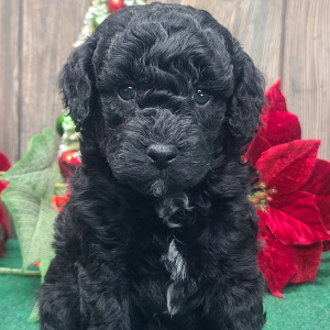 Poodle Puppy Stanley
