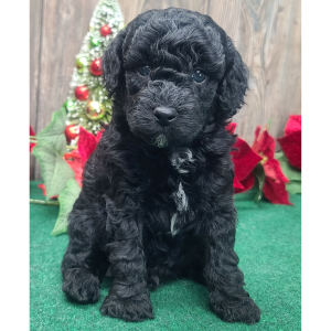 Poodle Puppy Stanley