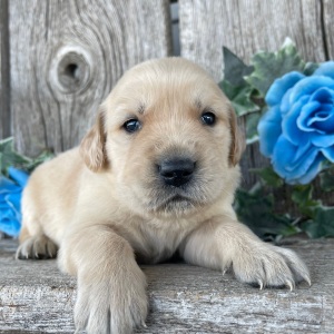 Golden Retriever Puppy Cody