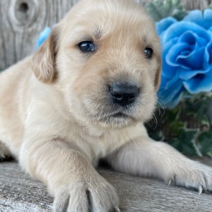 Golden Retriever Puppy Cody