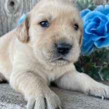 Golden Retriever Puppy Cody