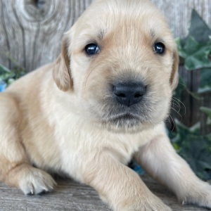 Golden Retriever Puppy Cody