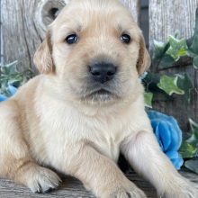 Golden Retriever Puppy Cody