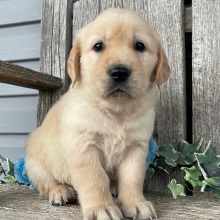 Golden Retriever Puppy Cody