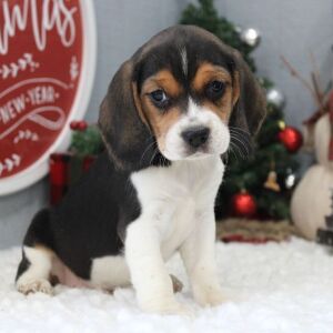 Beagle Puppy Stevie