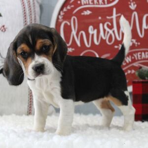 Beagle Puppy Stevie