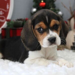 Beagle Puppy Stevie