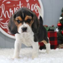 Beagle Puppy Stevie