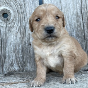 Golden Retriever Puppy Bethany