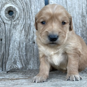 Golden Retriever Puppy Bethany