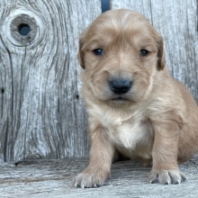 Golden Retriever Puppy Bethany