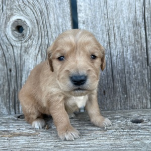 Golden Retriever Puppy Bethany
