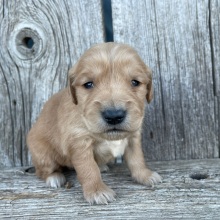 Golden Retriever Puppy Bethany