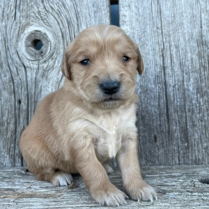 Golden Retriever Puppy Bethany