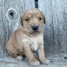 Golden Retriever Puppy Bethany