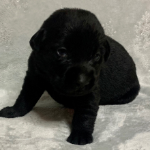 Labrador Retriever Puppy Sophie