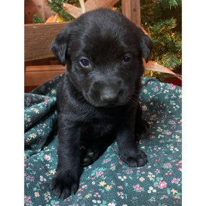 Labrador Retriever Puppy Sophie