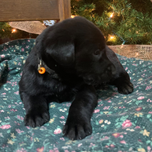 Labrador Retriever Puppy Sophie