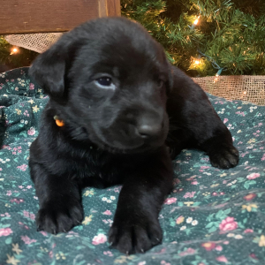 Labrador Retriever Puppy Sophie