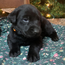 Labrador Retriever Puppy Sophie