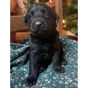 Labrador Retriever Puppy Sophie