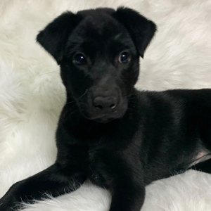 Labrador Retriever Puppy Sophie