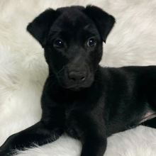 Labrador Retriever Puppy Sophie