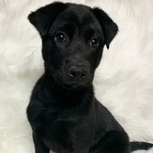 Labrador Retriever Puppy Sophie