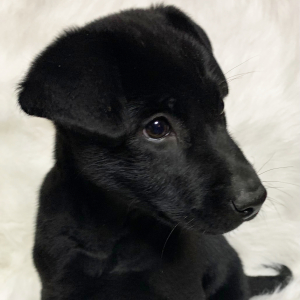 Labrador Retriever Puppy Sophie