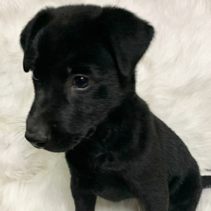 Labrador Retriever Puppy Sophie