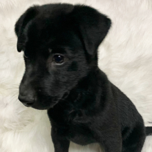 Labrador Retriever Puppy Sophie