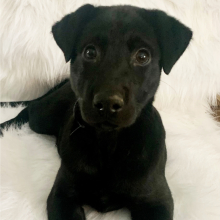 Labrador Retriever Puppy Sophie