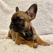 French Bulldog Puppy Britney