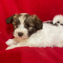 Havanese Puppy Dakota