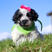 Portuguese Water Dog Puppy Noble