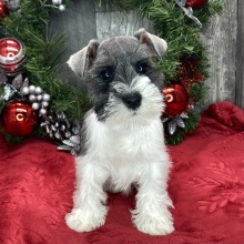 Miniature Schnauzer Puppy Schulz