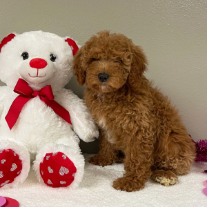 Goldendoodle Puppy Elliana