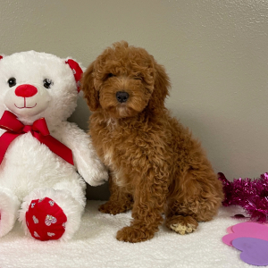 Goldendoodle Puppy Elliana