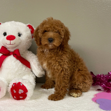 Goldendoodle Puppy Elliana